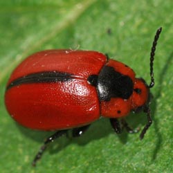 Entomoscelis adonidis Entomoscelis adonidis